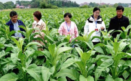 江西吉安：生物质烘烤 “点燃” 烟叶产业绿色转型之路